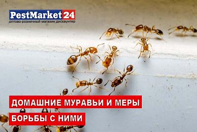Домашние муравьи и меры борьбы с ними